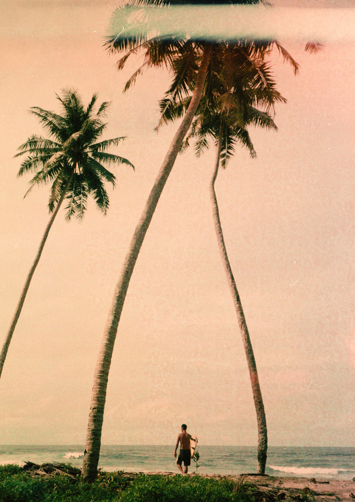 Palm Tree